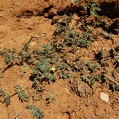 Tribulus terrestris at Cook, ACT - 10 Feb 2019