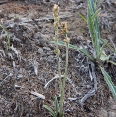 Plantago gaudichaudii (Narrow Plantain) at Dunlop, ACT - 6 Feb 2019 by CathB