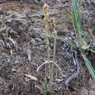 Plantago gaudichaudii (Narrow Plantain) at Dunlop, ACT - 7 Feb 2019 by CathB