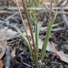 Plantago gaudichaudii at Dunlop, ACT - 7 Feb 2019