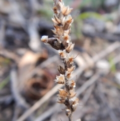 Plantago gaudichaudii at Dunlop, ACT - 7 Feb 2019 08:49 AM