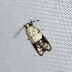 Tracholena sulfurosa (A tortrix moth) at O'Connor, ACT - 6 Feb 2019 by ibaird