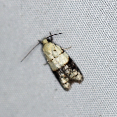 Tracholena sulfurosa (A tortrix moth) at O'Connor, ACT - 6 Feb 2019 by ibaird