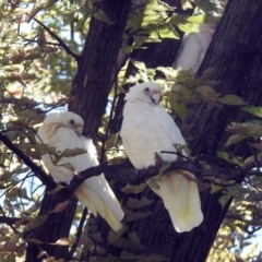 Cacatua sanguinea (Little Corella) at Lanyon - northern section A.C.T. - 9 Feb 2019 by RodDeb