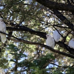 Cacatua sanguinea at Tuggeranong DC, ACT - 9 Feb 2019