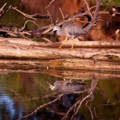 Egretta novaehollandiae (White-faced Heron) at Jerrabomberra Wetlands - 9 Feb 2019 by GlennMcMellon