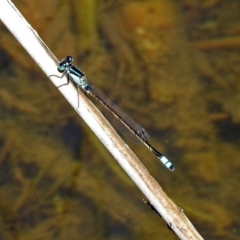 Ischnura heterosticta (Common Bluetail Damselfly) at Point Hut to Tharwa - 9 Feb 2019 by RodDeb