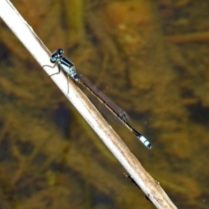 Ischnura heterosticta at Tuggeranong DC, ACT - 9 Feb 2019 11:46 AM