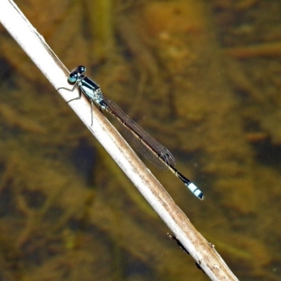 Ischnura heterosticta (Common Bluetail Damselfly) at Point Hut to Tharwa - 9 Feb 2019 by RodDeb