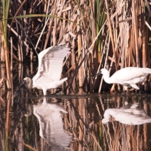 Platalea regia at Fyshwick, ACT - 10 Feb 2019 08:10 AM