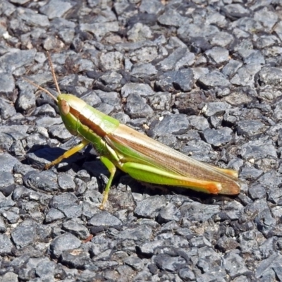 Bermius brachycerus (A grasshopper) at Tuggeranong DC, ACT - 9 Feb 2019 by RodDeb