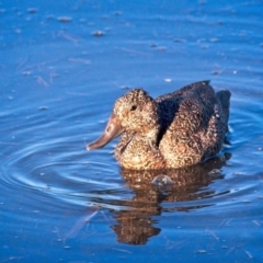 Stictonetta naevosa (Freckled Duck) at Jerrabomberra Wetlands - 9 Feb 2019 by GlennMcMellon