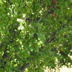 Prunus cerasifera (Cherry Plum) at Point Hut to Tharwa - 9 Feb 2019 by RodDeb