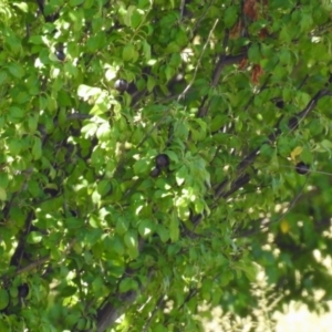 Prunus cerasifera at Tuggeranong DC, ACT - 9 Feb 2019