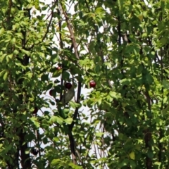 Prunus cerasifera at Tuggeranong DC, ACT - 9 Feb 2019