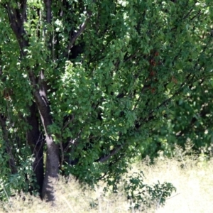 Prunus cerasifera at Tuggeranong DC, ACT - 9 Feb 2019