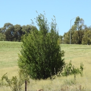 Prunus cerasifera at Tuggeranong DC, ACT - 9 Feb 2019