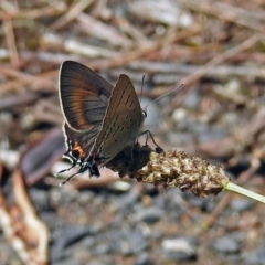 Jalmenus ictinus (Stencilled Hairstreak) at Tuggeranong DC, ACT - 9 Feb 2019 by RodDeb