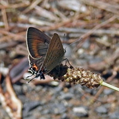 Jalmenus ictinus (Stencilled Hairstreak) at Point Hut to Tharwa - 9 Feb 2019 by RodDeb