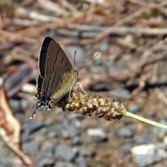 Jalmenus ictinus at Tuggeranong DC, ACT - 9 Feb 2019