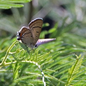 Jalmenus ictinus at Tuggeranong DC, ACT - 9 Feb 2019