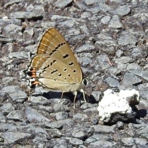 Jalmenus ictinus at Tuggeranong DC, ACT - 9 Feb 2019 12:14 PM