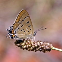 Jalmenus ictinus at Tuggeranong DC, ACT - 9 Feb 2019