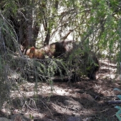 Vombatus ursinus at Tuggeranong DC, ACT - 9 Feb 2019 12:20 PM