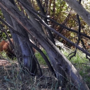 Vombatus ursinus at Tuggeranong DC, ACT - 9 Feb 2019 12:20 PM