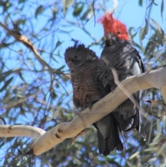 Callocephalon fimbriatum (Gang-gang Cockatoo) at Gundaroo, NSW - 10 Feb 2019 by Gunyijan