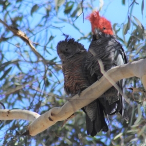 Callocephalon fimbriatum at Gundaroo, NSW - 10 Feb 2019