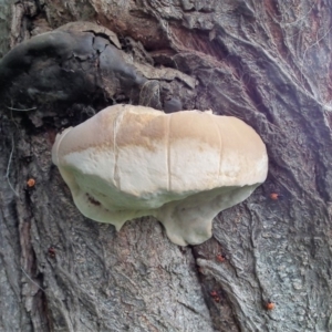 Ganoderma australe at Wyndham, NSW - 15 Dec 2016