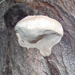 Ganoderma australe at Wyndham, NSW - 15 Dec 2016