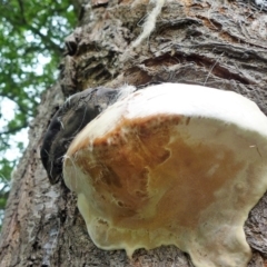 Ganoderma australe at Wyndham, NSW - 15 Dec 2016 03:55 PM