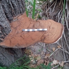 Ganoderma australe at Wyndham, NSW - 15 Dec 2016 03:55 PM