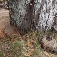 Ganoderma australe at Wyndham, NSW - 15 Dec 2016