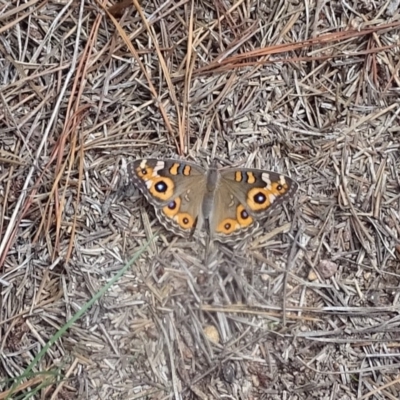 Junonia villida (Meadow Argus) at Isaacs Ridge and Nearby - 8 Feb 2019 by Mike