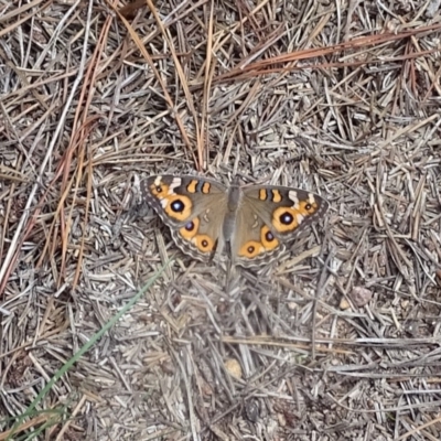 Junonia villida (Meadow Argus) at Isaacs, ACT - 8 Feb 2019 by Mike