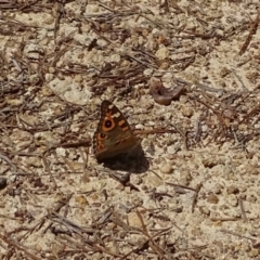 Junonia villida (Meadow Argus) at Isaacs Ridge and Nearby - 8 Feb 2019 by Mike