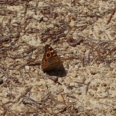 Junonia villida (Meadow Argus) at Isaacs Ridge and Nearby - 8 Feb 2019 by Mike