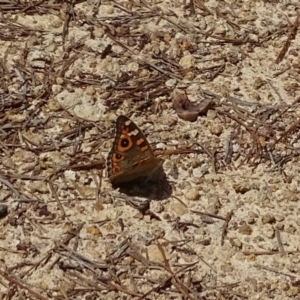 Junonia villida at Isaacs, ACT - 8 Feb 2019