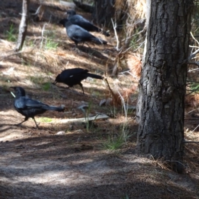 Corcorax melanorhamphos (White-winged Chough) at Isaacs Ridge and Nearby - 8 Feb 2019 by Mike