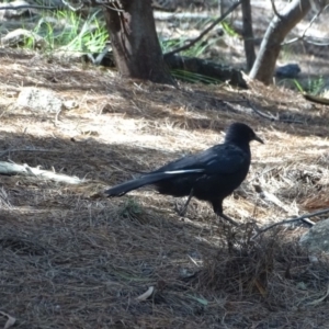 Corcorax melanorhamphos at Isaacs, ACT - 8 Feb 2019 11:05 AM