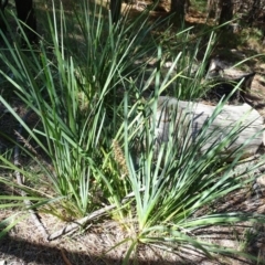 Lomandra longifolia (Spiny-headed Mat-rush, Honey Reed) at Isaacs Ridge and Nearby - 8 Feb 2019 by Mike