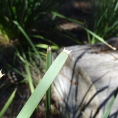 Lomandra longifolia at Isaacs, ACT - 8 Feb 2019