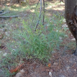 Senecio bathurstianus at Isaacs, ACT - 8 Feb 2019