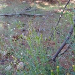 Senecio bathurstianus at Isaacs, ACT - 8 Feb 2019