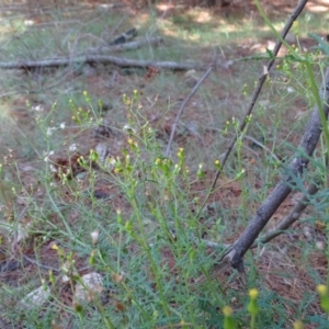 Senecio bathurstianus at Isaacs, ACT - 8 Feb 2019