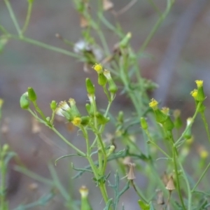 Senecio bathurstianus at Isaacs, ACT - 8 Feb 2019 11:01 AM