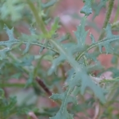 Senecio bathurstianus at Isaacs, ACT - 8 Feb 2019